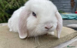 Mini Lop rabbits for sale: Mini lops buck for sale - Image 2