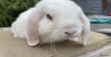 Mini Lop rabbits - Advert 1