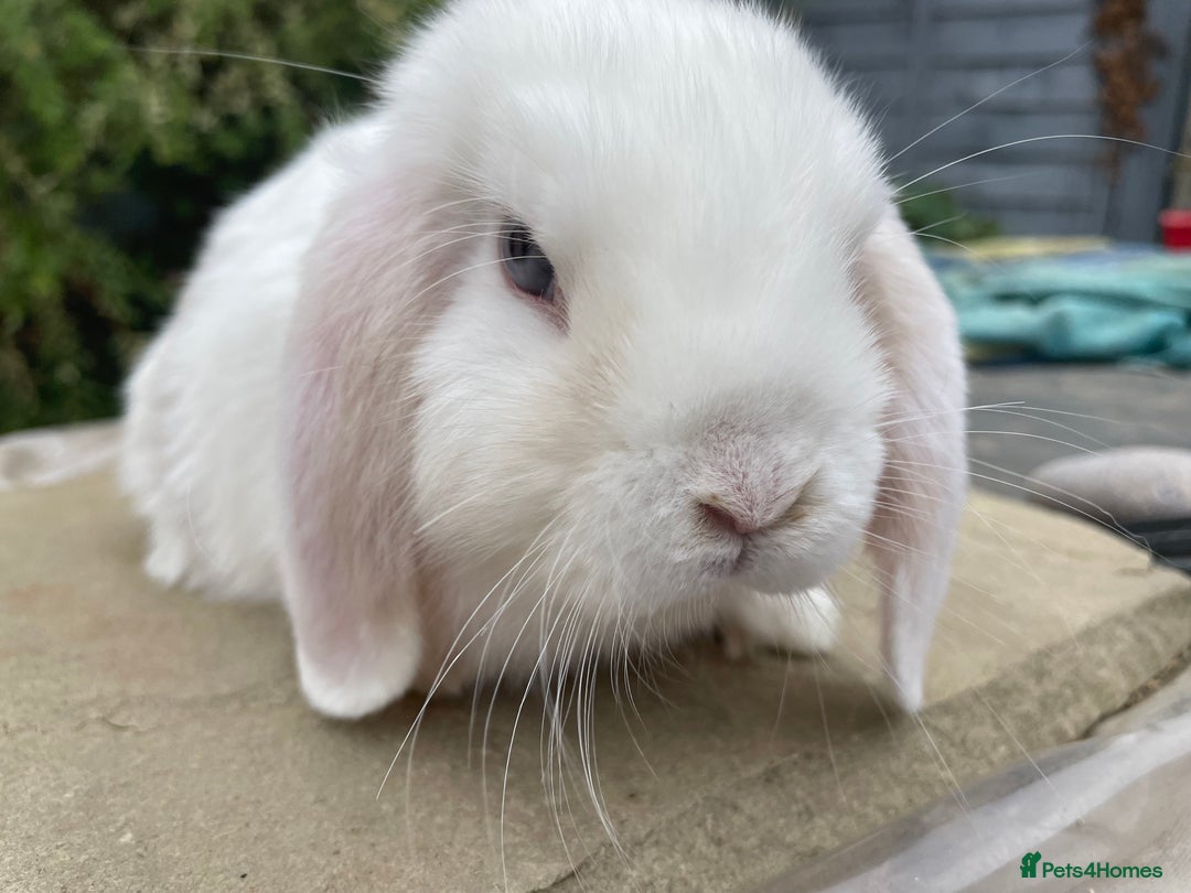 Mini Lop rabbits for sale: Mini lops buck for sale - Image 2