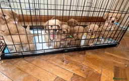 Cockapoo dogs for sale: 8 beautiful, stunning cockapoo  - Image 1