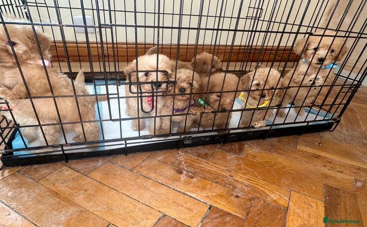 Cockapoo dogs - Advert 3