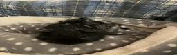 Guinea Pig rodents for sale: Lots of lovely baby guinea pigs for sale - Advert 6