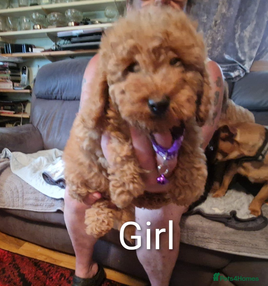 Cavapoo dogs Gorgeous Cava-Poo puppies ready for now  - Advert 1