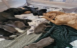 Cane Corso dogs for sale: Cane Corso Pups  - Image 12
