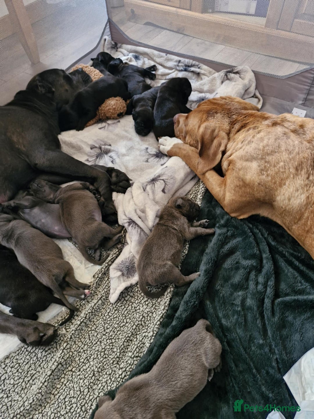 Cane Corso dogs for sale: Cane Corso Pups  - Image 12