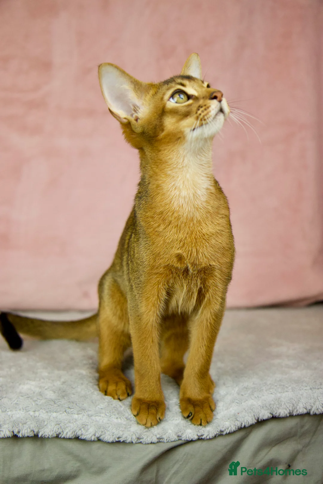 Abyssinian cats for sale: One boy left🤎Raised with Love Abyssinian Kittens - Advert 23
