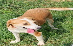 Mixed Breed dogs for adoption: Zlata - Image 3
