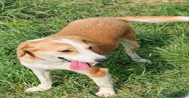 Mixed Breed dogs - Advert 2