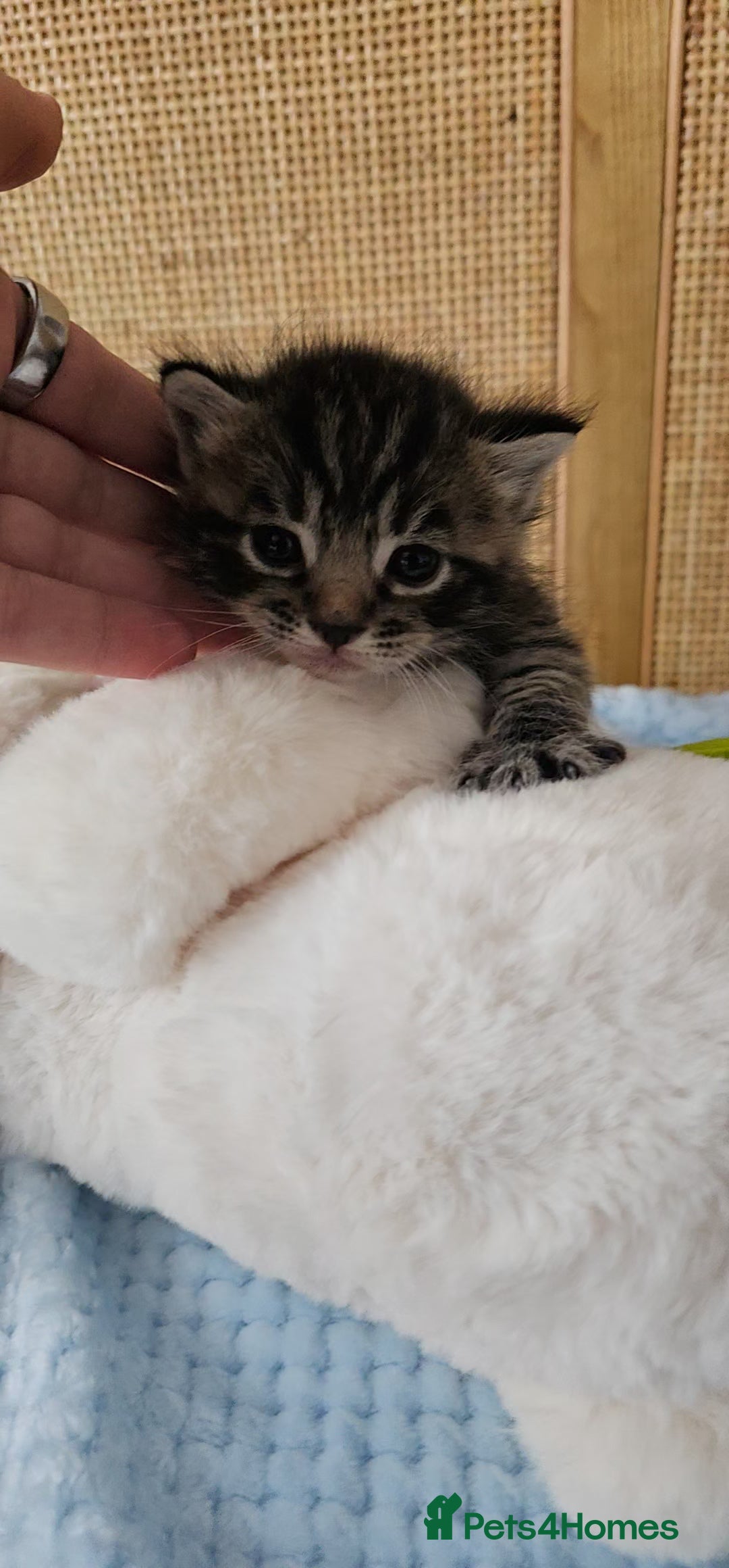 Mixed Breed cats for sale: Beautiful Bengal Mix Kittens - Advert 28