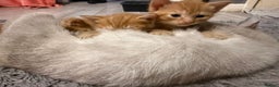 Maine Coon cats for sale: Ginger kittens - Advert 20