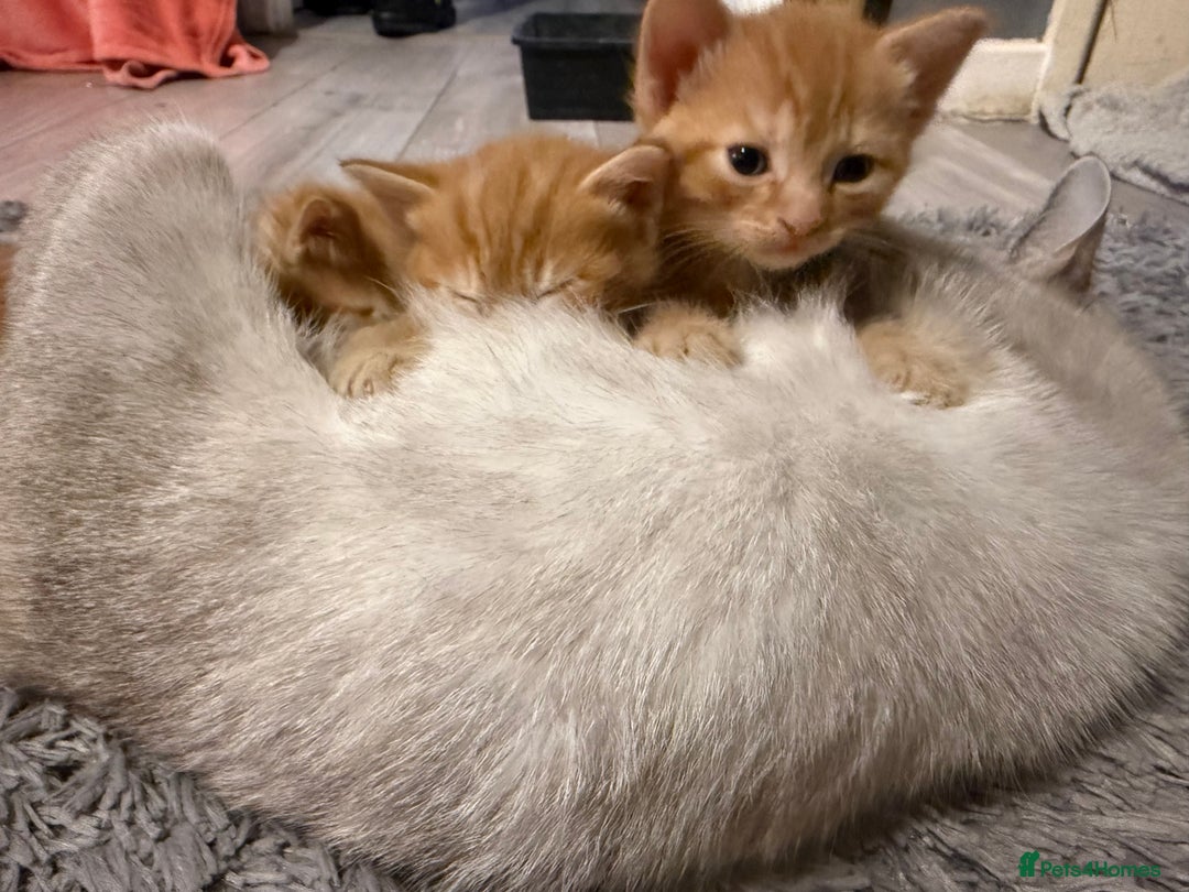 Maine Coon cats for sale: Ginger kittens - Advert 20