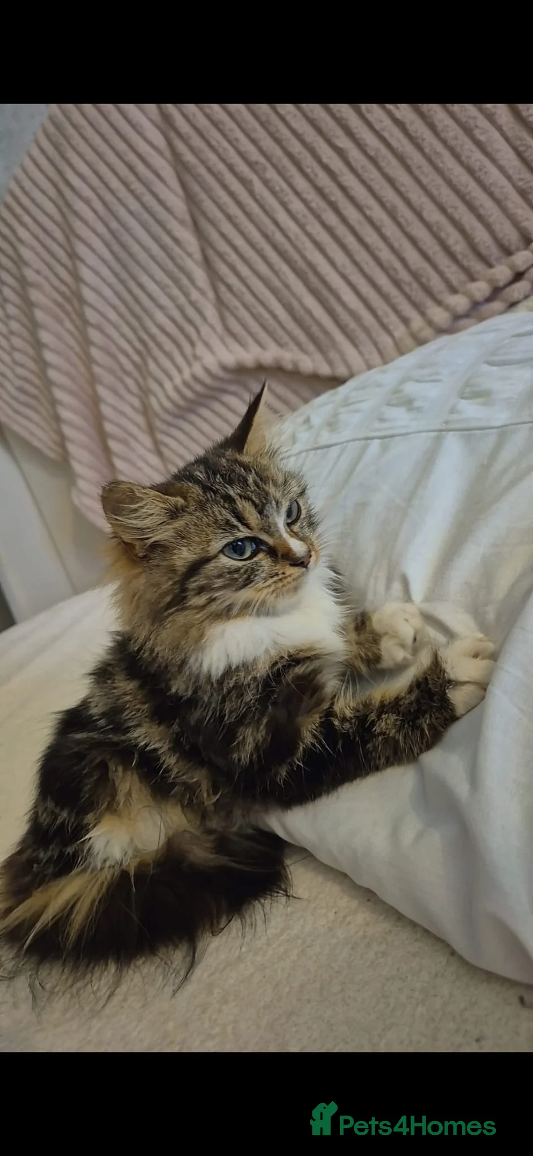 Mixed Breed cats for sale: Beautiful mixed breed fluffy girl  in Birmingham - Advert 2