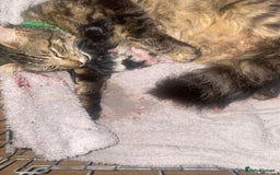 Mixed Breed cats for sale: READY NOW….Mainecoon cross Kittens (2 litters)  - Image 11