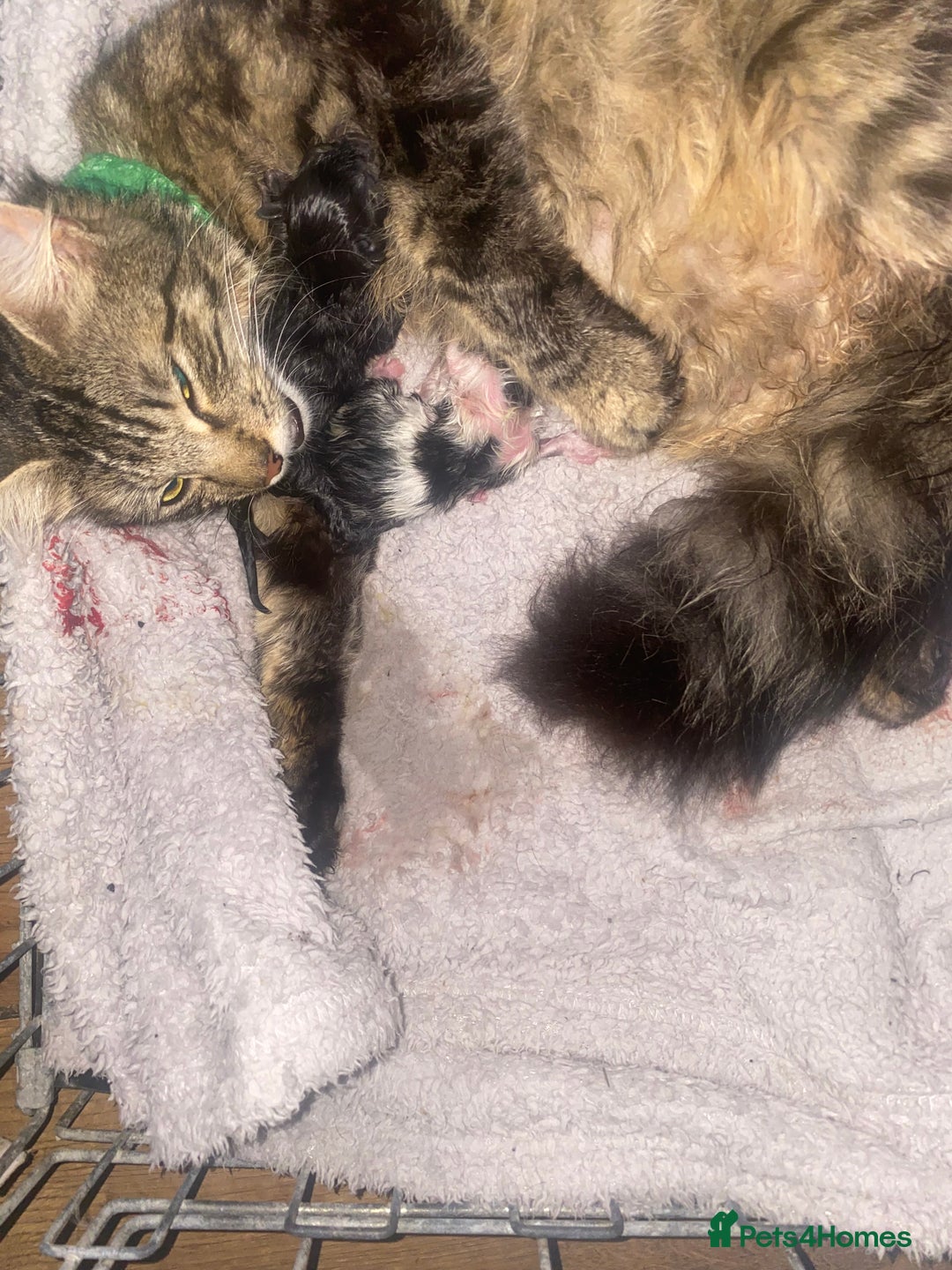 Mixed Breed cats for sale: READY NOW….Mainecoon cross Kittens (2 litters)  - Image 11
