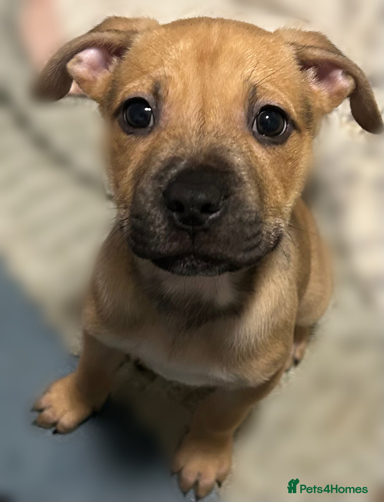 Mixed Breed dogs Classic Bully Pups. in Manchester - Advert 1