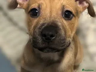 Mixed Breed dogs Classic Bully Pups. in Manchester - Advert 1