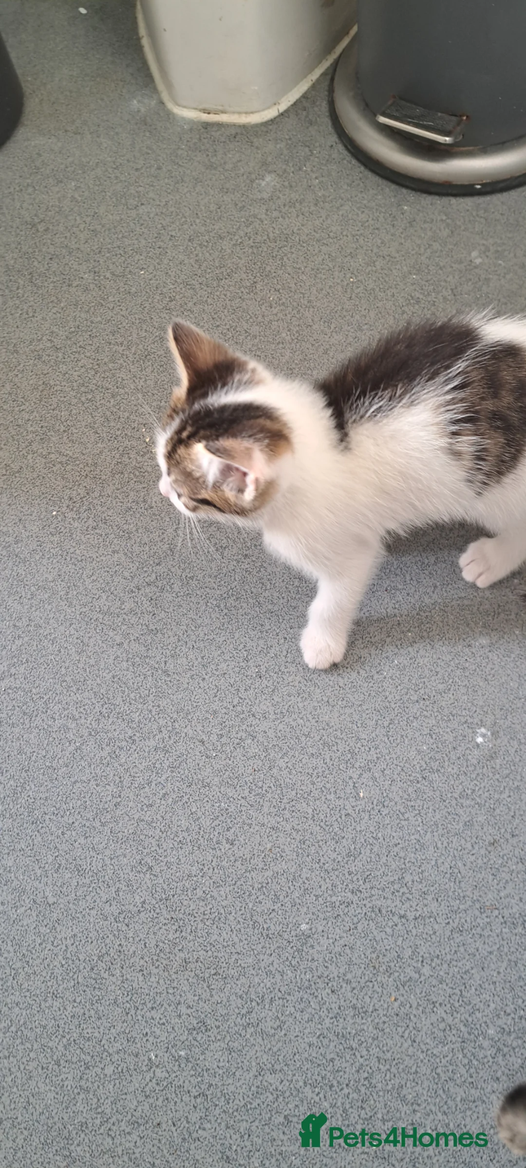 Mixed Breed cats for sale: Female kitten - Advert 2