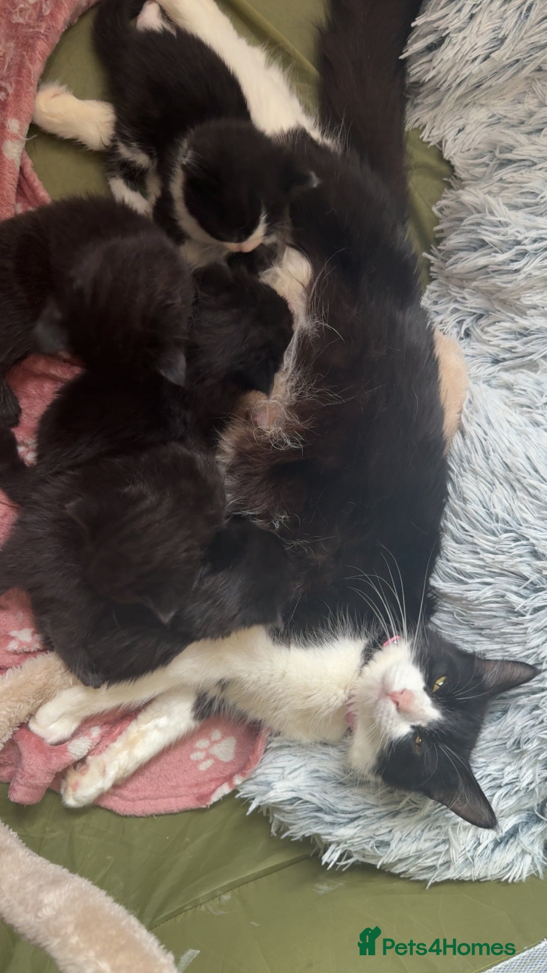 Siberian cats for sale: Siberian X kittens - Image 2