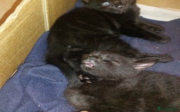 Domestic Shorthair cats for sale: Kittens & mother cat for sale - Image 5