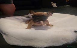 French Bulldog dogs for sale: French bulldog 2 boys and four girls - Image 12