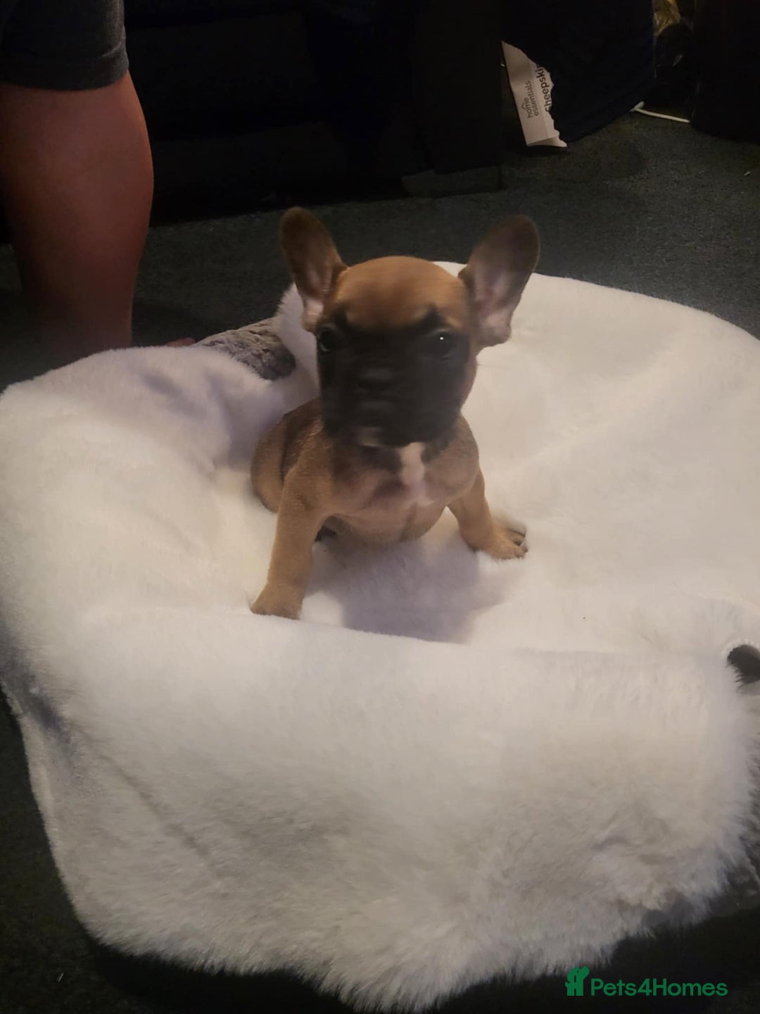 French Bulldog dogs for sale: French bulldog 2 boys and four girls - Image 12