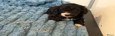 Cockapoo 2