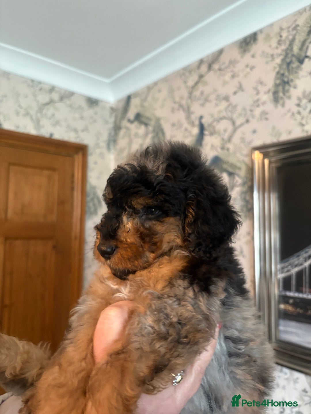 Cockapoo dogs for sale: 2 Male F2 Rare Merle Cockapoo Pups - Advert 8