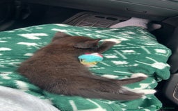 British Longhair cats for sale: Kittens for sale!! in Highbridge - Image 23