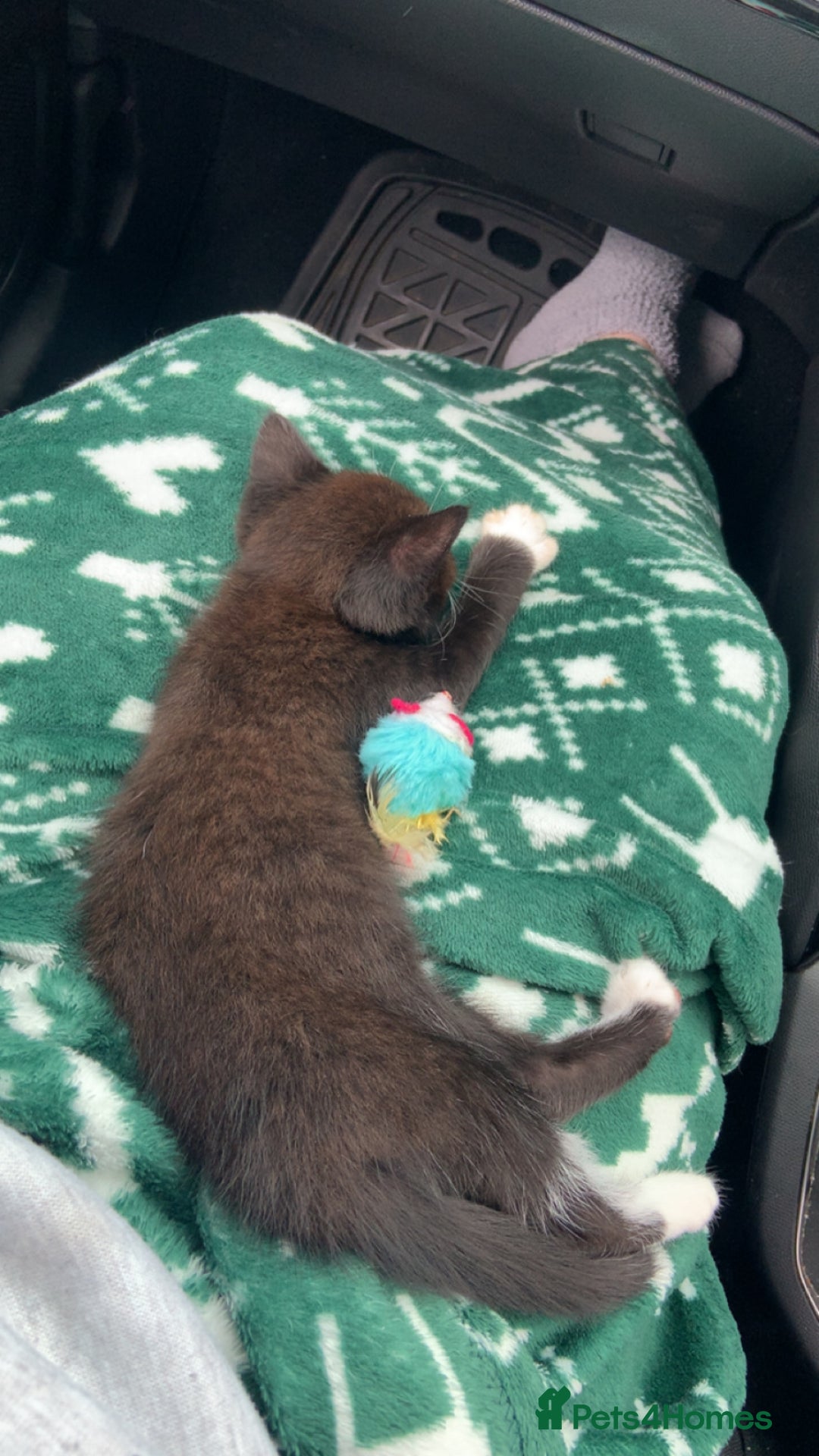 British Longhair cats for sale: Kittens for sale!! in Highbridge - Image 23