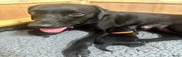 Labrador Retriever dogs for sale: Black KC Lab puppies - Advert 6