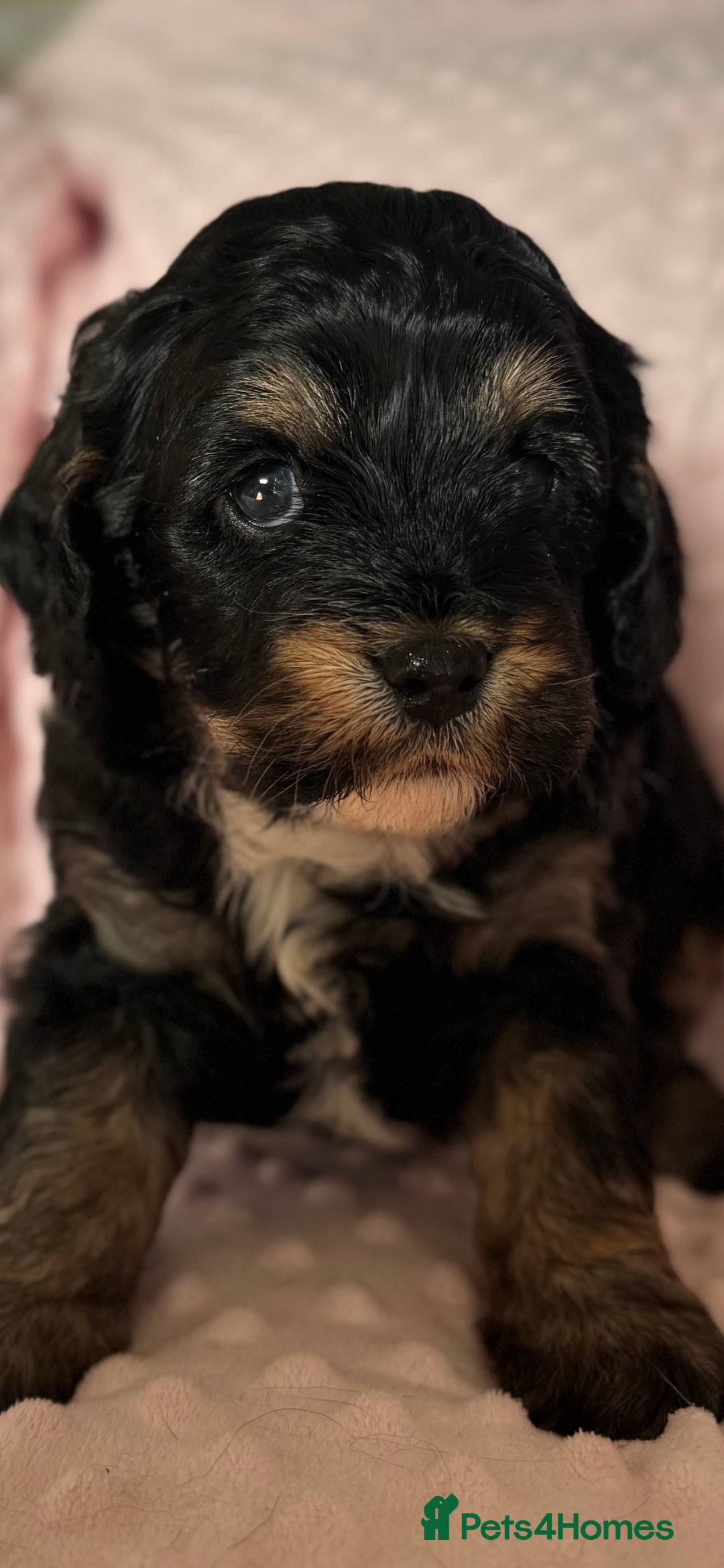 Cavapoo dogs for sale: Never been seen before 💙💖 - Advert 4
