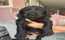 Sprocker dogs for sale: Sprocker spaniel puppies ready now - Image 1