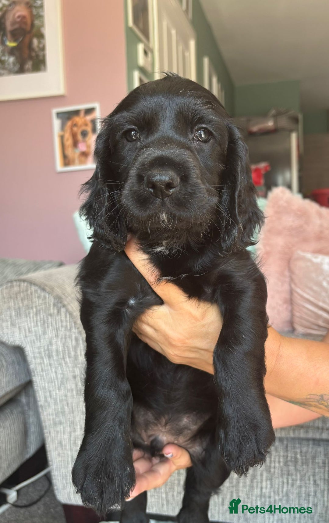 Sprocker dogs for sale: Sprocker spaniel puppies ready now - Image 1