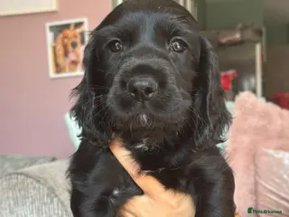 Sprocker dogs REDCUED Sprocker spaniel puppies ready now - Advert 17