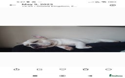 French Bulldog dogs for sale: Looking for his forever home - Image 4