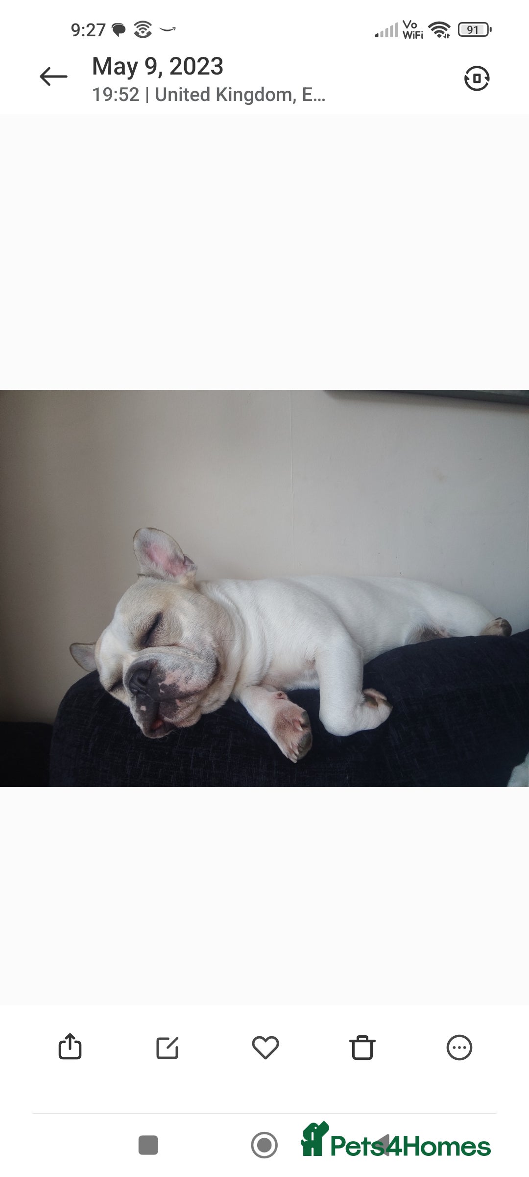 French Bulldog dogs for sale: Looking for his forever home - Image 4