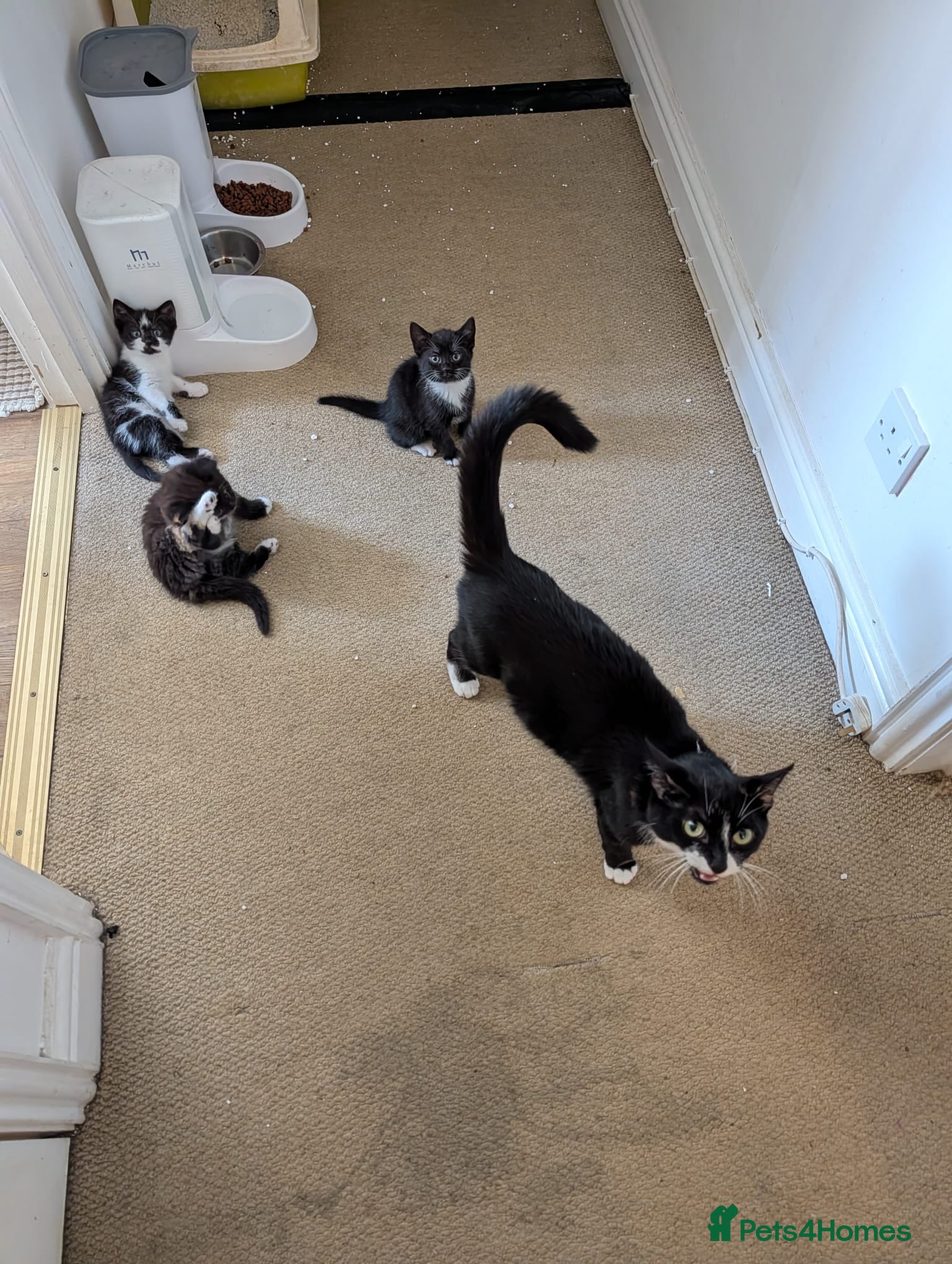 Mixed Breed cats Beutiful Mixed Breed Kittens - Advert 2