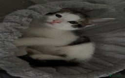 Mixed Breed cats for sale: 2 male kittens for sale - Image 6