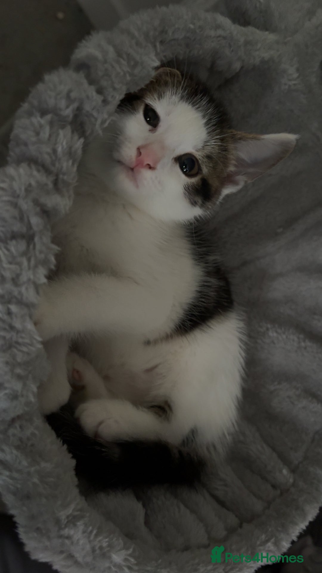 Mixed Breed cats for sale: 2 male kittens for sale - Image 6