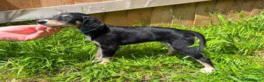 Saluki Puppy 8