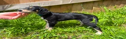 Saluki dogs for sale: Beautiful Saluki pups from champion lines - Advert 21
