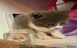 British Shorthair cats for sale: 🐾Turkish Angora × British Blue Kittens Ready Soon - Image 18