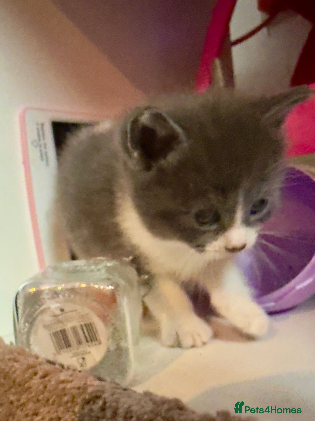 British Shorthair cats for sale: 🐾Turkish Angora × British Blue Kittens Ready Soon - Image 18