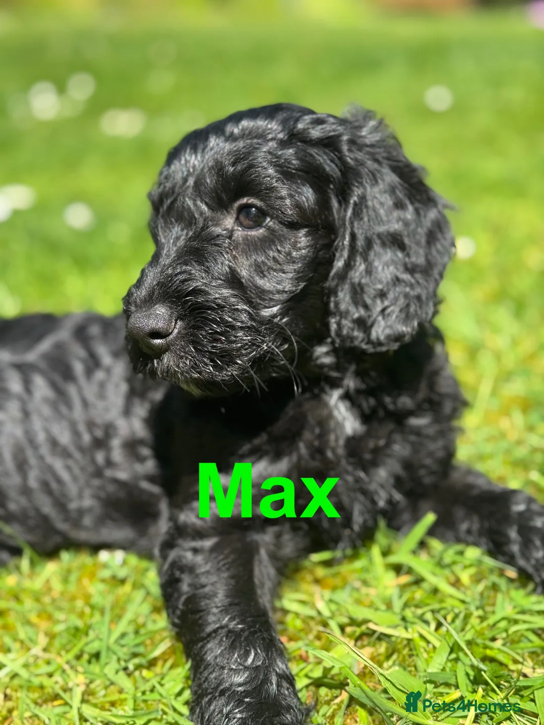 Sproodle dogs for sale: Sproodles – Multigen Puppies in Peterculter - Advert 32