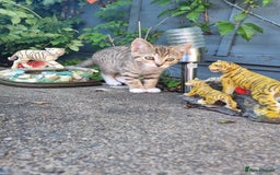 American Shorthair cats for sale: Gorgeous girls looking for new home🏡 - Image 12