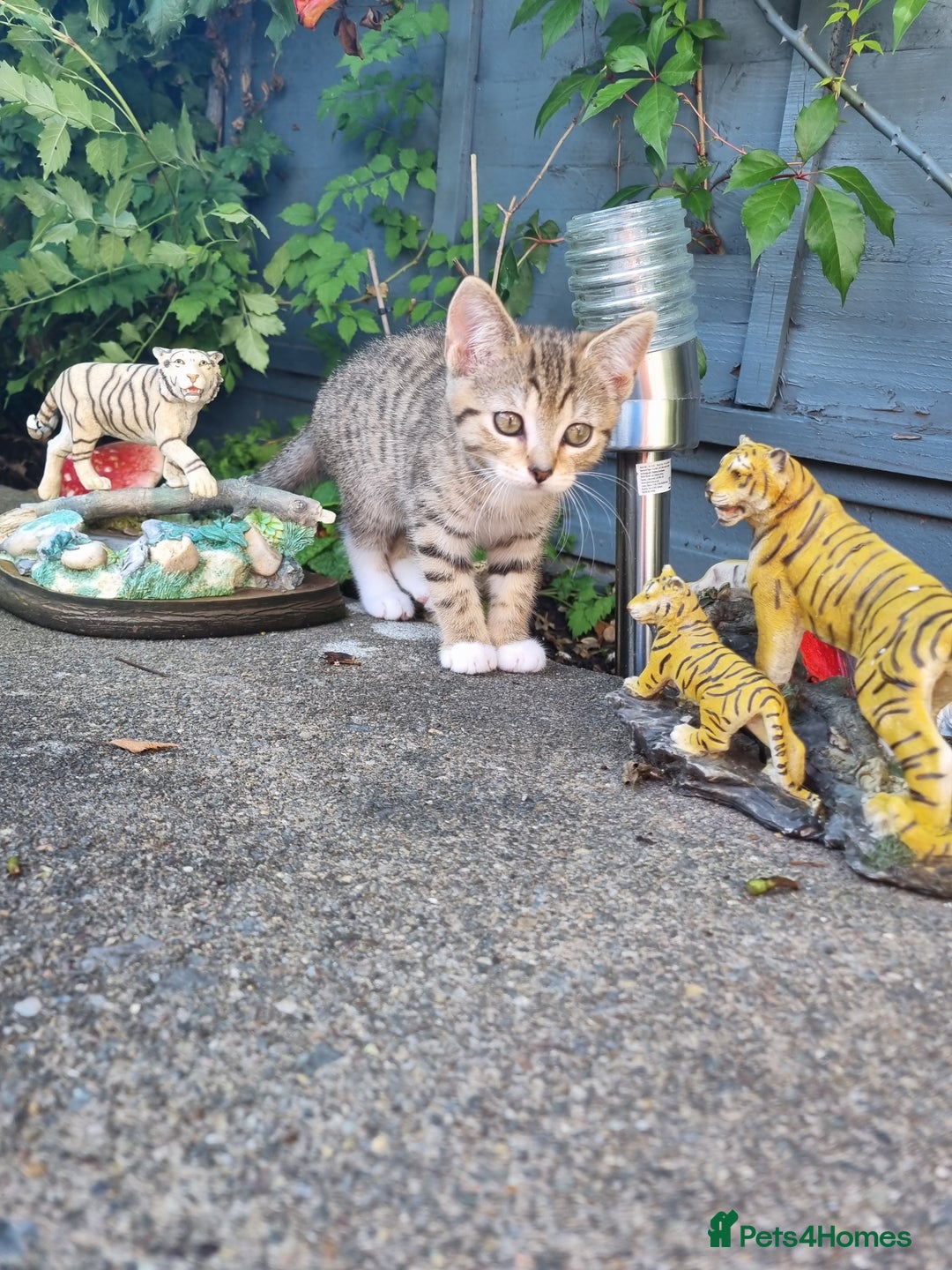 American Shorthair cats for sale: Gorgeous girls looking for new home🏡 - Image 12
