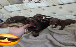 Miniature Dachshund dogs for sale: Mini Dachshund - Image 2