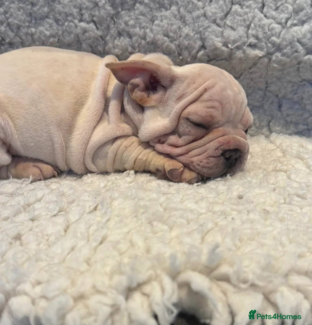French Bulldog dogs for sale: Beautiful French bulldog puppies - Advert 7