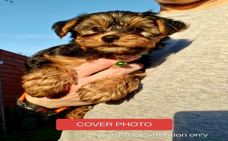 Yorkshire Terrier dogs - Advert 1
