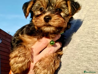 Yorkshire Terrier dogs - Advert 30